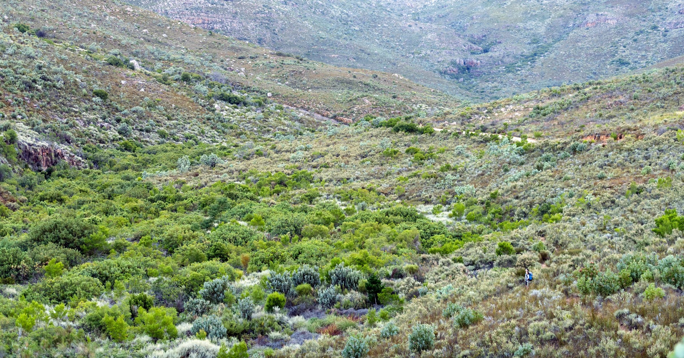 Fynbos valley landscape in the Western Cape